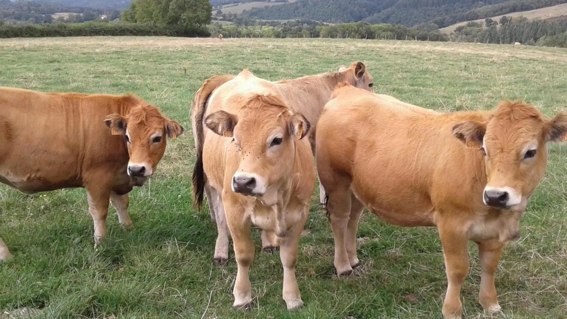 度假居 Maison Familiale Avec Jardin Clos, Cheminee, Animaux Acceptes Et Internet A Ferrieres-Sur-Sichon - Fr-1-489-552